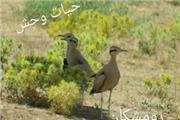 یک رکورد جدید در پراکنش حیات وحش استان لرستان ثبت شد