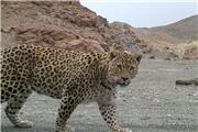 ثبت تصویر پلنگ در منطقه حفاظت شده سفیدکوه خرم‌آباد