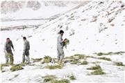 توزیع علوفه خشک در پناهگاه حیات وحش سفید کوه ازنا