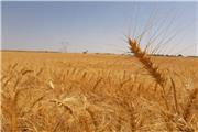خرید 15 هزارتن گندم مازاد بر نیاز کشاورزان لرستان