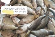 دستگیری متخلف زیست محیطی از طریق فضای مجازی در رومشگان