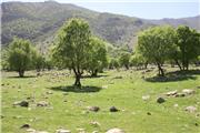 خطرنابودی در کمین جنگل‌های بلوط زاگرس