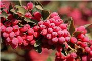 کاشت زرشک برای نخستین بار در لرستان