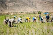 تحت هرشرایطی کشت برنج در لرستان ممنوع است