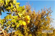 گزارش تصویری درختان زالزالک (گیرچ) در محوطه هشتاد پهلو خرم آباد