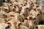 صادرات ١٢ هزار رأس دام سبک از ابتدای مهرماه سال جاری تا کنون به کشور کویت
