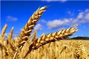 اجرای طرح کشت قراردادی گندم در لرستان