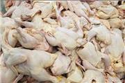 بیش از 3 تن گوشت مرغ غیر بهداشتی در دلفان کشف شد