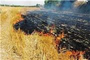 شناسایی 300 متخلف محیط زیستی به دلیل آتش زدن کاه و کلش در مزارع لرستان