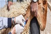 پایان واکسیناسیون دام‌های سبک و سنگین در لرستان