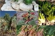 برخورد قانونی با برداشت گیاهان دارویی و خوراکی در لرستان