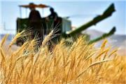 95 درصد از مطالبات گندم‌کاران لرستانی پرداخت شد
