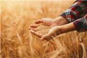 فراخوان انتخاب مراکز خرید گندم و دانه های روغنی سال 1405