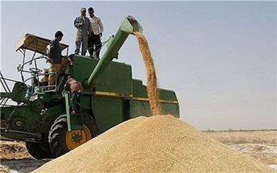 خردادماه آغاز خریـد گندم تضمینـی در لرستان