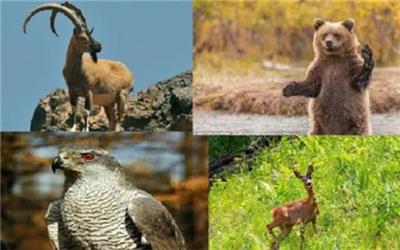 آغاز سرشماری جمعیت حیات‌وحش لرستان