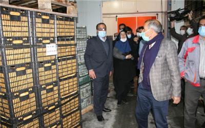 ظرفیت سردخانه‌های بروجرد متناسب با سیب تولید شده نیست / تاکید بر حمایت از سرمایه گذاران