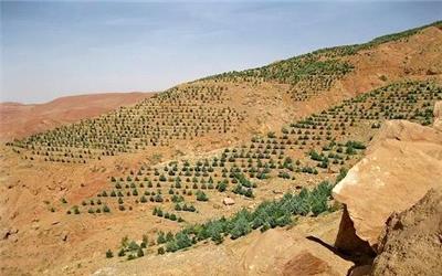 اختصاص 7600 هکتار از اراضی شیب دار لرستان به کاشت نهال