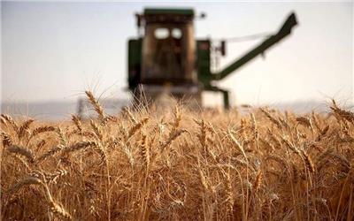 قیمت تضمینی خرید هر کیلوگرم گندم 4 هزار تومان