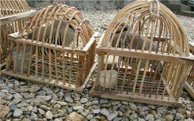 جریمه 2میلیارد ریالی برای زنده گیری پرنده شکاری در خرم آباد