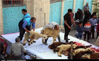 کشتار دام در روز عید قربان فقط در کشتار گاه‌های دام انجام می‌شود