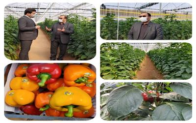 برداشت 10هزار تن صیفی جات و سبزیجات از گلخانه‌های استان لرستان