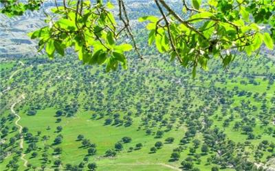 مبارزه با آفت جوانه‌خوار در سطح جنگل‌های بلوط لرستان