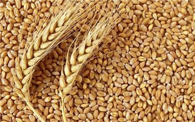 آغاز خرید تضمینی گندم در اوایل خرداد