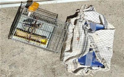 دستگیری دو صیاد غیر مجاز پرنده (سهره طلایی) در پلدختر