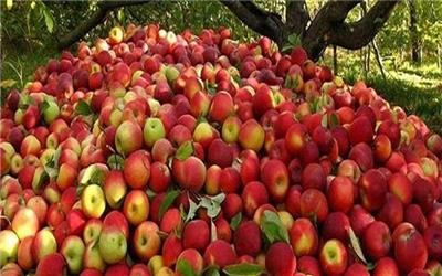 کام تلخ باغداران از فروش سیب و حلاوت دلالان از سود خرید/ وقتی پای نبود صنایع تبدیلی لنگ می‌زند