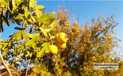 گزارش تصویری درختان زالزالک (گیرچ) در محوطه هشتاد پهلو خرم آباد