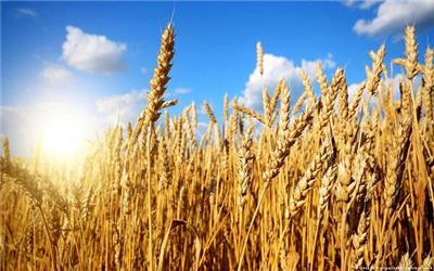 پیش بینی 320هزار تن گندم درلرستان