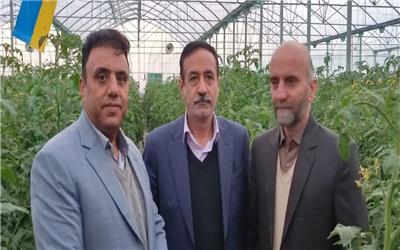 لرستان قطب محصولات گلخانه ای کشور می شود