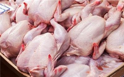 خروج غیرمجاز مرغ از لرستان همچنان ممنوع است