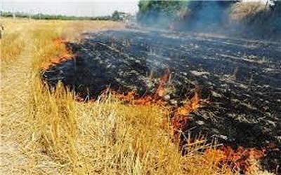 شناسایی 300 متخلف محیط زیستی به دلیل آتش زدن کاه و کلش در مزارع لرستان