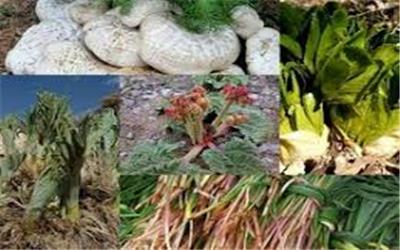 برخورد قانونی با برداشت گیاهان دارویی و خوراکی در لرستان