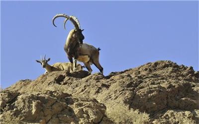 هشدار محیط زیست همزمان با آغاز فصل زادآوری حیات وحش در مناطق طبیعی و حفاظت شده استان