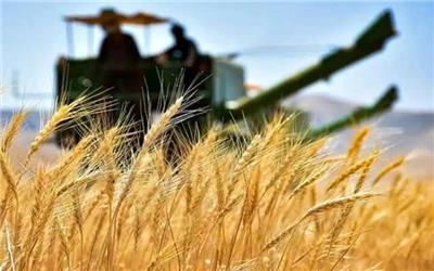 95 درصد از مطالبات گندم‌کاران لرستانی پرداخت شد