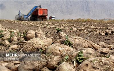 ثبت رکورد برداشت چغندرقند توسط کشاورزان لرستانی