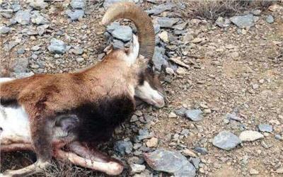 کشف 632 تخلف زیست‌محیطی در لرستان