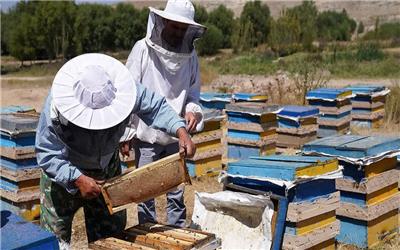 لرستان، میزبان 740هزار کلنی زنبور عسل