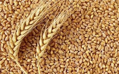 4000 تن گندم از کشاورزان لرستانی خریداری شد