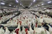 تشکیل پرونده تخلفاتی بیش از 29 میلیارد ریالی برای مرغداران متخلف در سطح لرستان