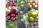 برداشت 68 هزار تن سیب از باغات استان لرستان