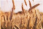 رتبه سه لرستان در زمینه تولید جو‌ دیم / افزایش ظرفیت تولید بذر جو