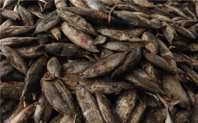 ضبط محموله 15 تنی ماهی دریایی به دلیل نداشتن شرایط بهداشتی