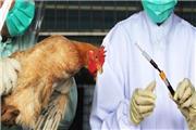 کانون آنفلوآنزای فوق حاد پرندگان در خرم‌آباد قرنطینه شد