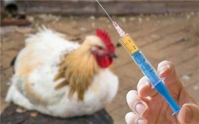 واکسیناسیون طیور بومی لرستان علیه بیماری" نیوکاسل" آغاز شد
