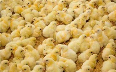 اولویت ما توزیع و تأمین جوجه یکروزه تولید شده برای واحد‌های مرغ گوشتی است
