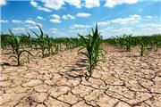 بیشترین خسارت خشکسالی در لرستان به بخش زراعت وارد شده است