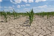خسارت 50 درصدی خشکسالی به محصولات کشاورزی لرستان